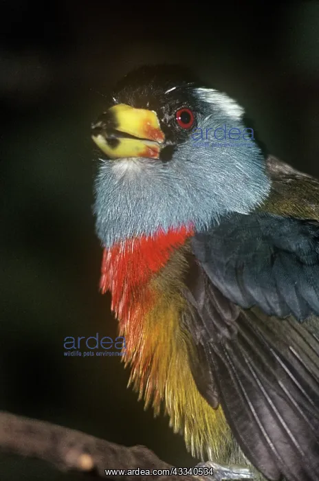 : Toucan Barbet : Toucan Barbet