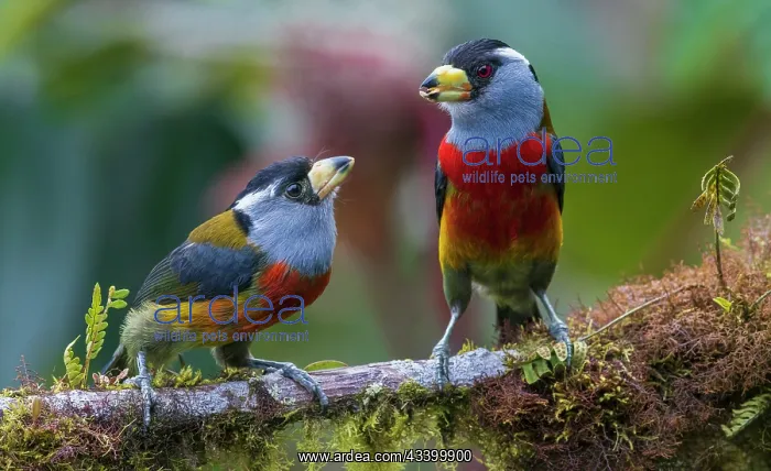  : Toucan barbet parent feeding fledgling, cloud forest