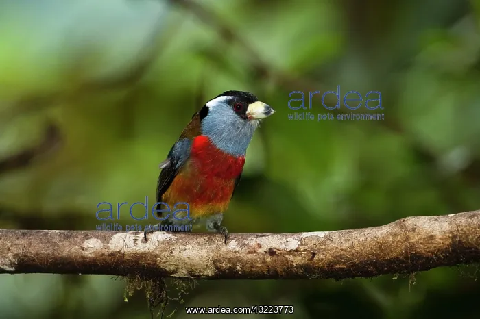 : Toucan Barbet (Semnornis ramphastinus) : Toucan Barbet (Semnornis ramphastinus)