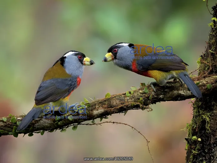  : Toucan Barbet (Semnornis ramphastinus), two bird