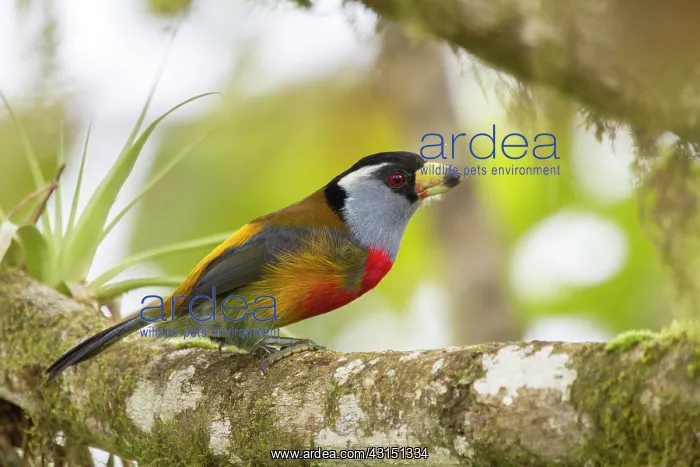: Toucan barbet (Semnornis ramphastinus) on a branch : Toucan barbet (Semnornis ramphastinus) on a branch