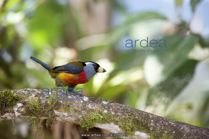 : Toucan barbet (Semnornis ramphastinus) on a branch : Toucan barbet (Semnornis ramphastinus) on a branch