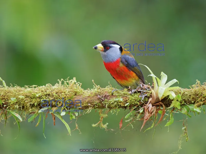 : Toucan Barbet Semnornis ramphastinus Ecuador BI0 : Toucan Barbet Semnornis ramphastinus Ecuador BI0