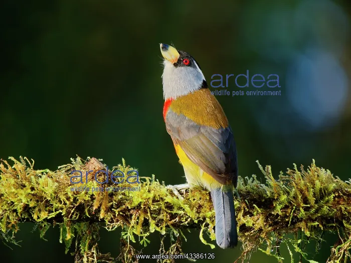 : Toucan Barbet Semnornis ramphastinus Ecuador BI0 : Toucan Barbet Semnornis ramphastinus Ecuador BI0