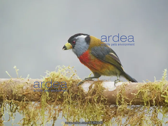 : Toucan Barbet Semnornis ramphastinus Ecuador BI0 : Toucan Barbet Semnornis ramphastinus Ecuador BI0
