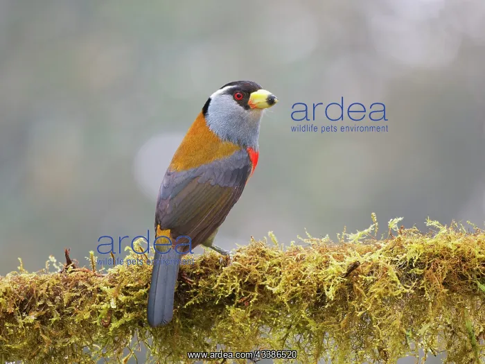 : Toucan Barbet Semnornis ramphastinus Ecuador BI0 : Toucan Barbet Semnornis ramphastinus Ecuador BI0
