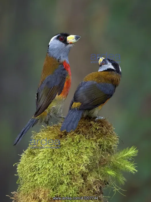 : Toucan Barbet (Semnornis ramphastinus), immature : Toucan Barbet (Semnornis ramphastinus), immature