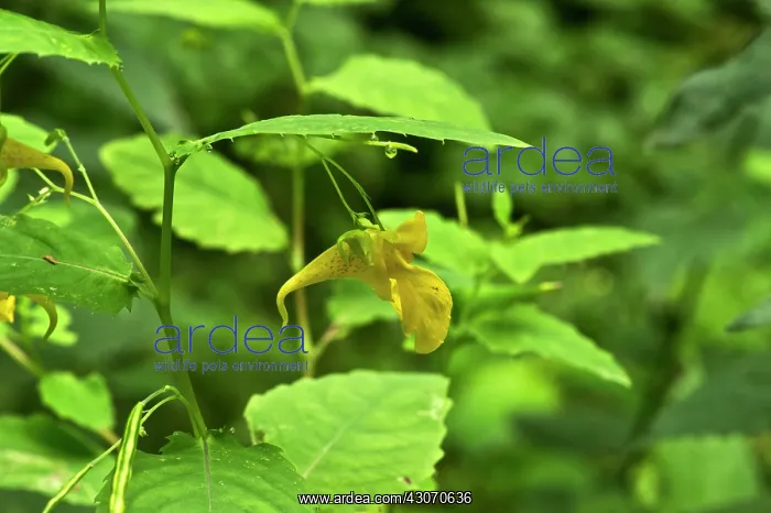 : Touch-me-not (Impatiens noli-tangere). Allindelille : Touch-me-not (Impatiens noli-tangere). Allindelille