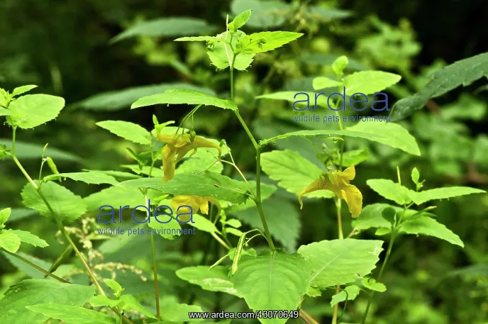  : Touch-me-not (Impatiens noli-tangere). Allindelille