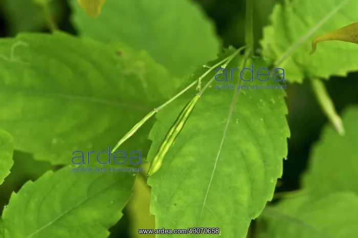 : Touch-me-not (Impatiens noli-tangere). Allindelille : Touch-me-not (Impatiens noli-tangere). Allindelille