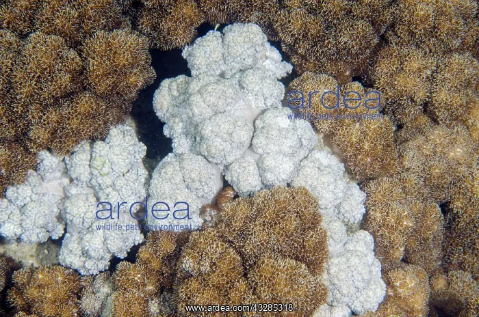  : Touch sensitive Blushing Coral changing colour - NusaBay Men