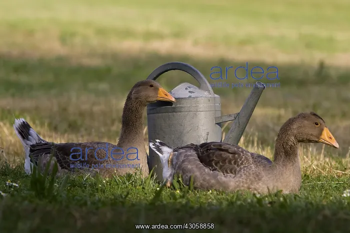 : Toulouse geese near a watering France : Toulouse geese near a watering France