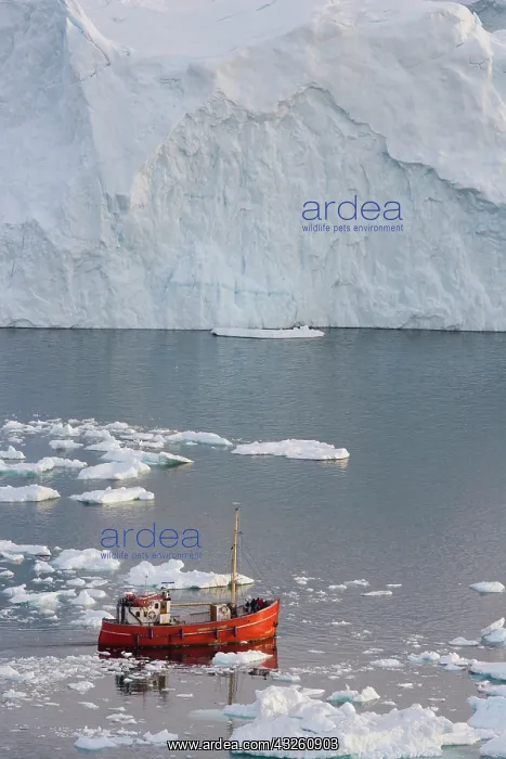 : tourist boat in front of large icebergs : tourist boat in front of large icebergs