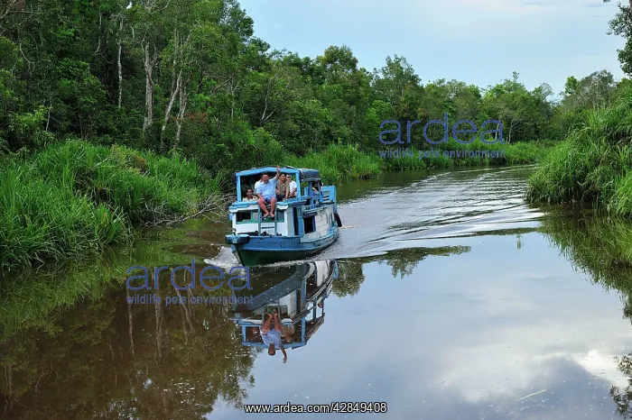: tourist boat on Sekonyer river with forest - Tanjung : tourist boat on Sekonyer river with forest - Tanjung