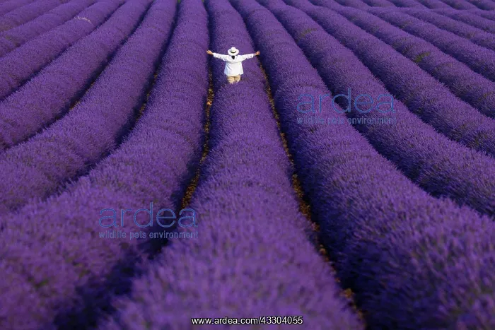 : Tourist in Lavender (lavandin) fields, Valensole : Tourist in Lavender (lavandin) fields, Valensole