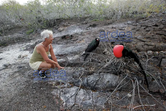 : Tourist with a pair of Great Frigatebirds : Tourist with a pair of Great Frigatebirds