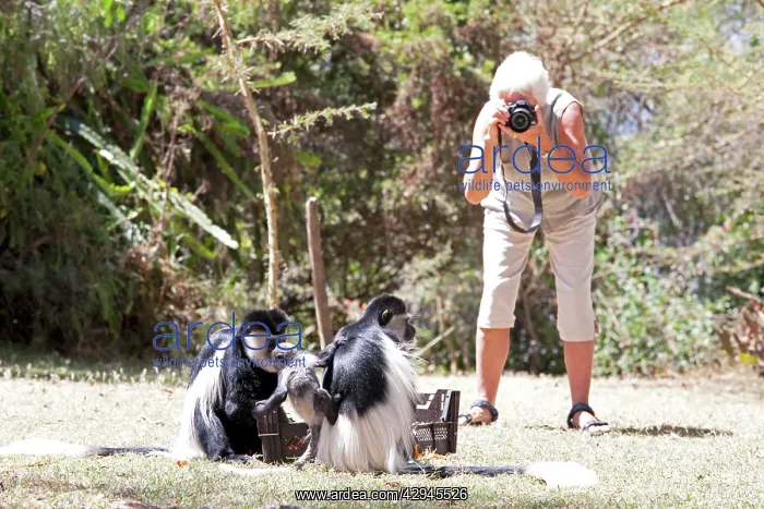 : Tourist photographing Black and White Colobus Monkeys : Tourist photographing Black and White Colobus Monkeys