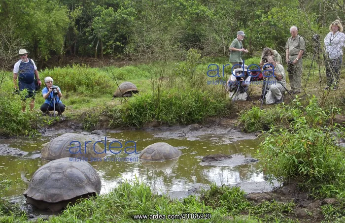 : Tourist Photographing Giant Tortoises : Tourist Photographing Giant Tortoises