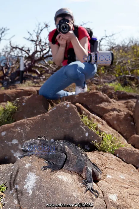 : Tourist photographing marine Iguana Amblyrhynchus cristatus : Tourist photographing marine Iguana Amblyrhynchus cristatus