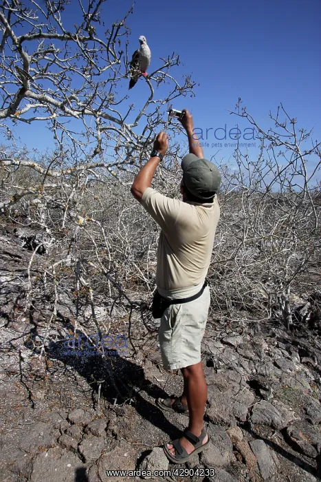 : Tourist photographing Red-footed Booby in tree : Tourist photographing Red-footed Booby in tree