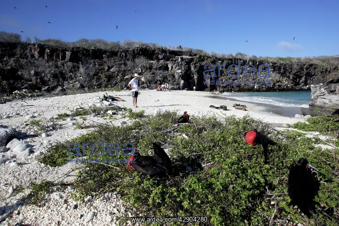 : Tourists on beach with Great Frigatebird : Tourists on beach with Great Frigatebird