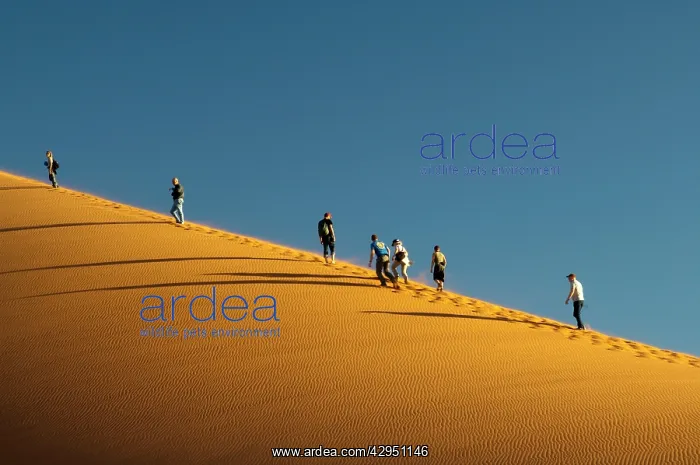: Tourists climbing Dune 45 : Tourists climbing Dune 45