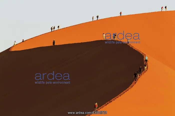 : Tourists climbing Dune 45 : Tourists climbing Dune 45