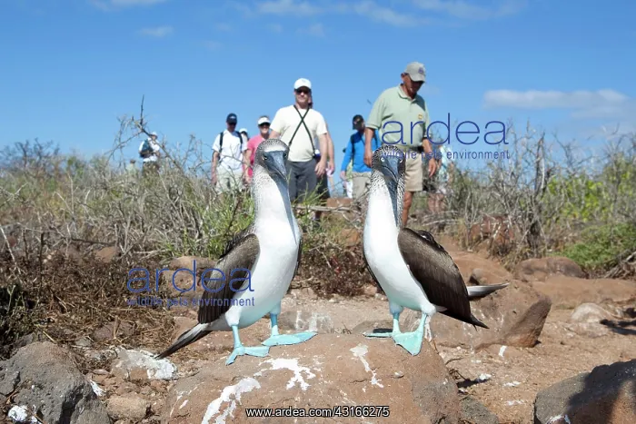 : Tourists and Couple of Blue-footed Booby - North Seymour Isl : Tourists and Couple of Blue-footed Booby - North Seymour Isl