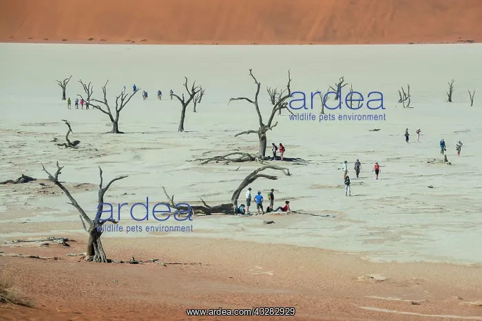 : Tourists between dead camelthorn trees (Acacia erioloba) : Tourists between dead camelthorn trees (Acacia erioloba)