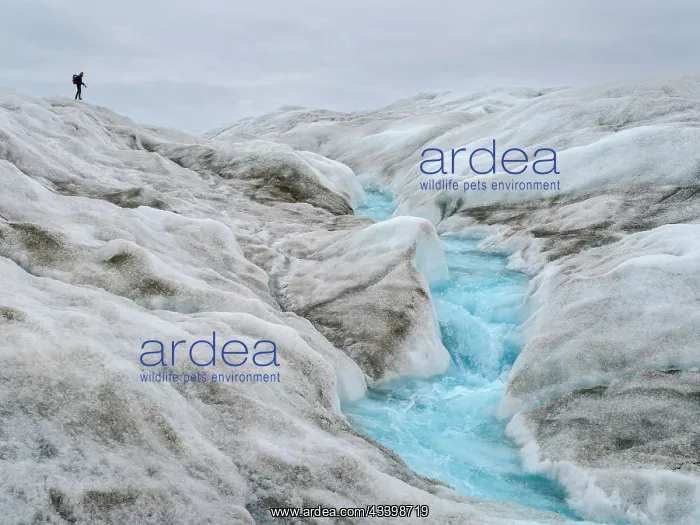 : Tourists hiking on the ice. The brown sediment on : Tourists hiking on the ice. The brown sediment on