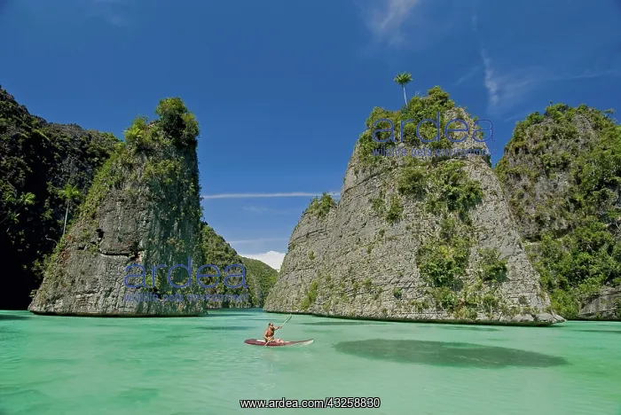 : Tourists kayaking in bay, Misool Island : Tourists kayaking in bay, Misool Island