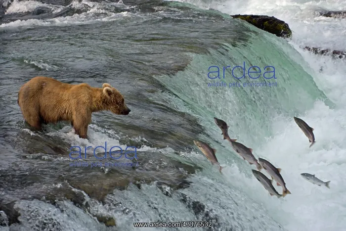 : Tourists photographing Brown Bear catching salmon : Tourists photographing Brown Bear catching salmon