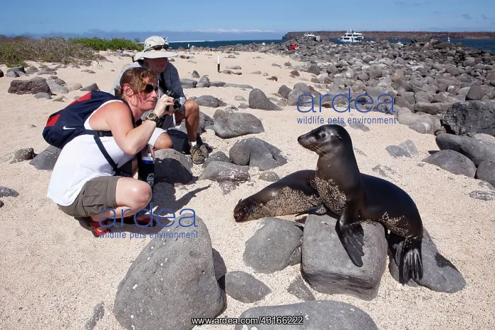 : Tourists photographing Galapagos Sea Lion - North Seymour Is : Tourists photographing Galapagos Sea Lion - North Seymour Is