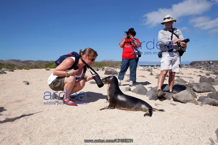 : Tourists photographing Galapagos Sea Lion - North Seymour Is : Tourists photographing Galapagos Sea Lion - North Seymour Is