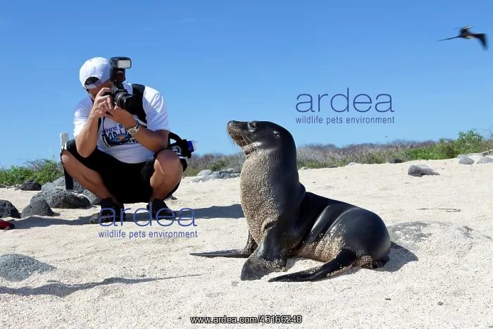 : Tourists photographing Galapagos Sea Lion - North Seymour Is : Tourists photographing Galapagos Sea Lion - North Seymour Is