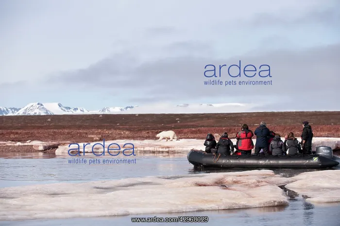 : Tourists photographing polar bear - from Zodiac : Tourists photographing polar bear - from Zodiac