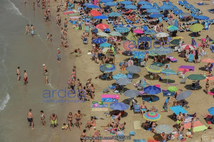 : Tourists at the Playa Mal Pas, Benidorm, Province : Tourists at the Playa Mal Pas, Benidorm, Province