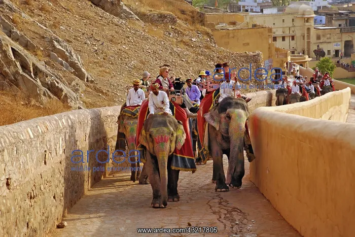  : Tourists riding elephants up to Amber Fort