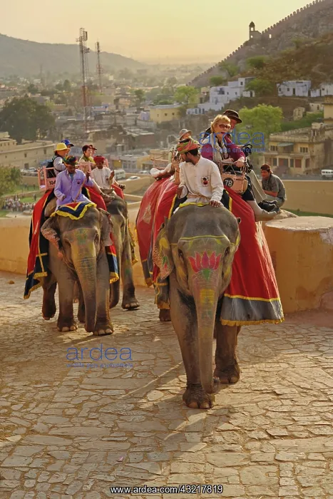 : Tourists riding elephants up to Amber Fort : Tourists riding elephants up to Amber Fort
