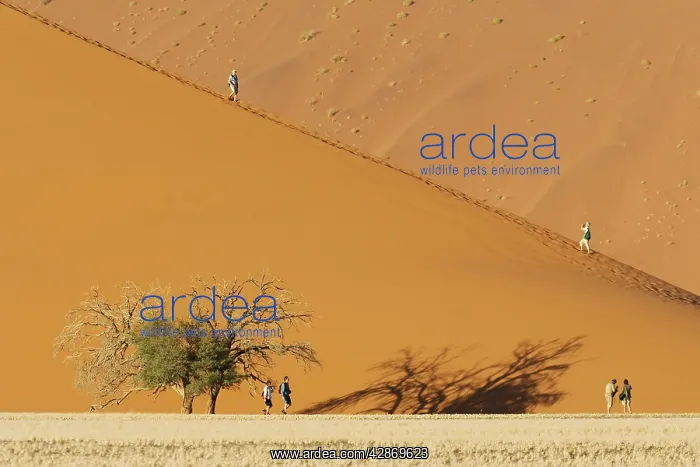 : Tourists at a sand dune with Camelthorn tree (Acacia : Tourists at a sand dune with Camelthorn tree (Acacia