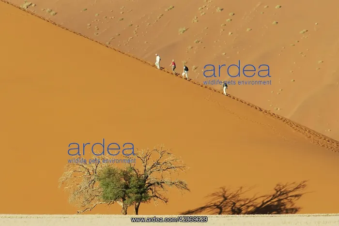 : Tourists at a sand dune with Camelthorn tree (Acacia : Tourists at a sand dune with Camelthorn tree (Acacia
