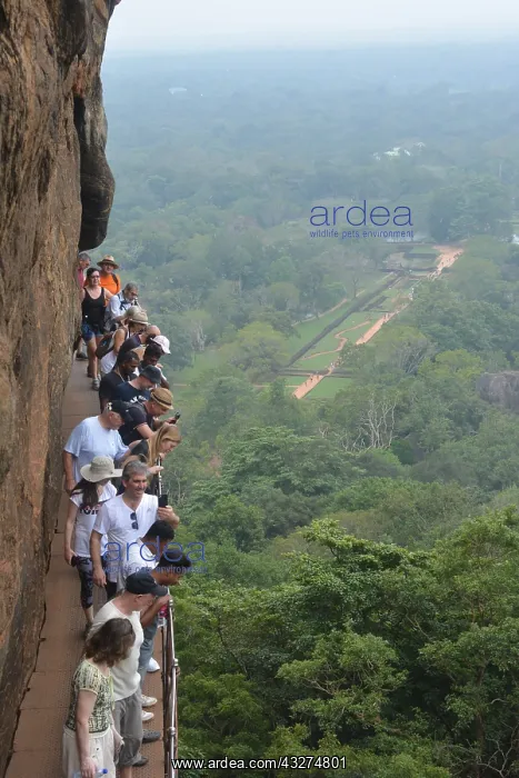 : Tourists visiting historic Sigirya Rock, World Heritage : Tourists visiting historic Sigirya Rock, World Heritage