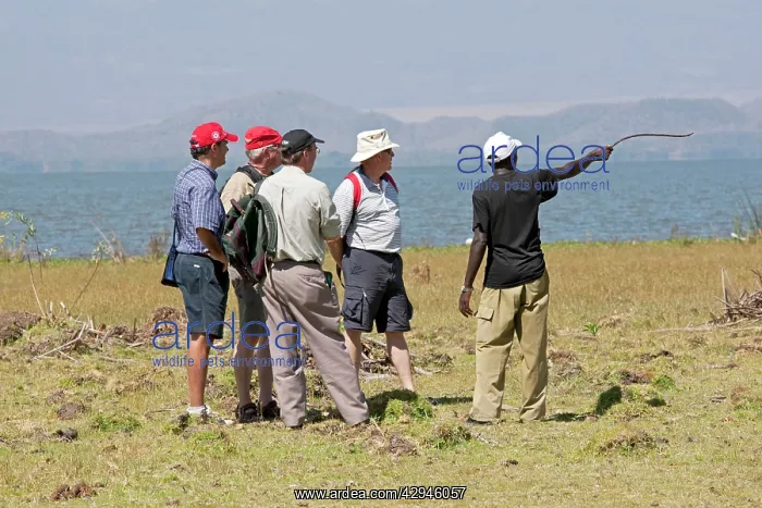 : Tourists walking with wildlife ranger : Tourists walking with wildlife ranger