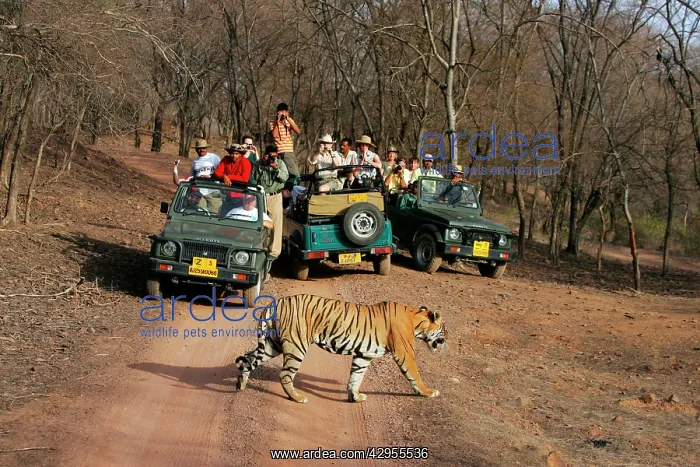 : Tourists watching tiger : Tourists watching tiger