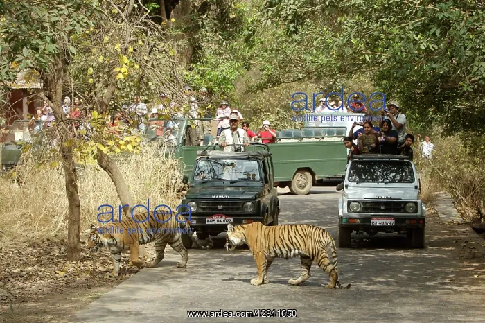 : Tourists watching Tigeress and cub : Tourists watching Tigeress and cub