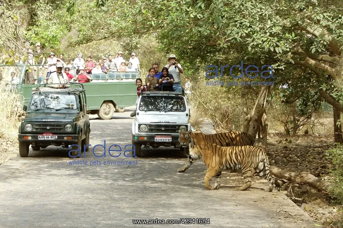 : Tourists watching Tigeress and cub : Tourists watching Tigeress and cub