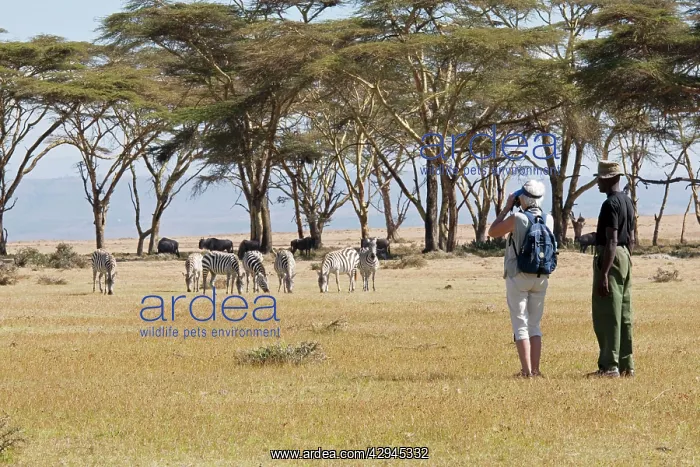 : Tourists with wildlife ranger watching zebra : Tourists with wildlife ranger watching zebra