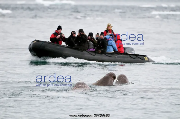  : Tourists in zodiac boat - approaching walrus
