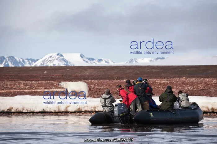 : Tourists in Zodiac boat - photographing polar bear : Tourists in Zodiac boat - photographing polar bear