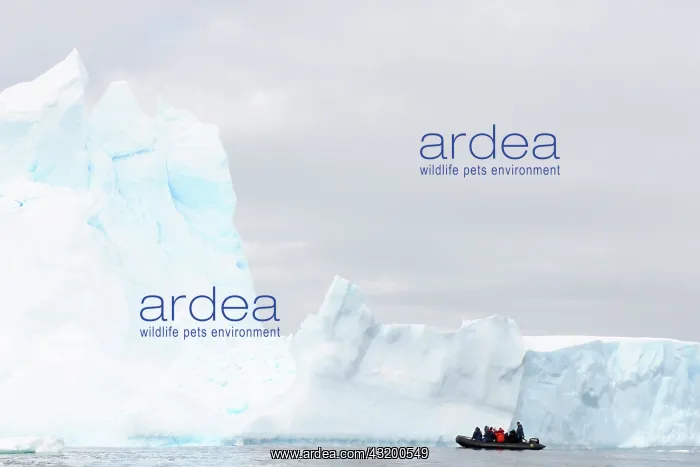 : Tourists on a Zodiac cruising amongst massive Icebergs : Tourists on a Zodiac cruising amongst massive Icebergs